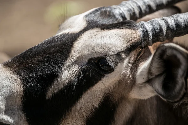 Pekingské Zoo tibetské antilopy — Stock fotografie