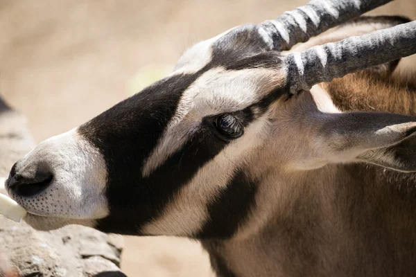 Pekingské Zoo tibetské antilopy — Stock fotografie