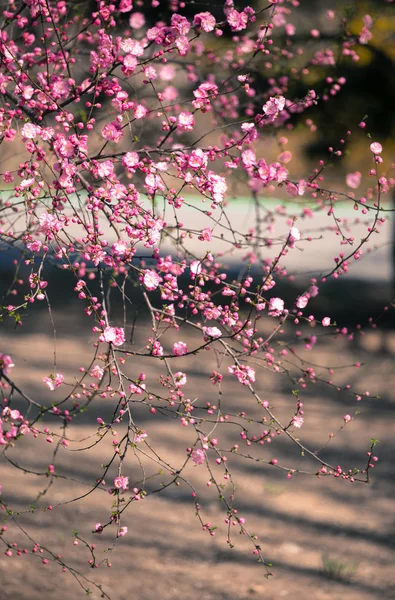 Persika blomma under solen — Stockfoto