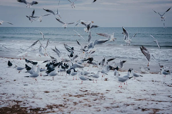 Seagulls on the sea in winter. People feed the seagulls
