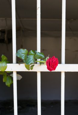 Rose, özgürlük