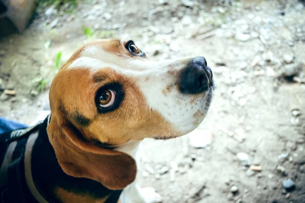 Σκυλιών Beagle — Φωτογραφία Αρχείου