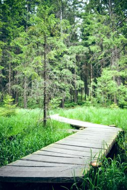 Woodway ormanın içinden