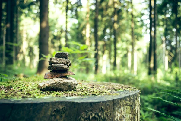 Pedras no tronco da árvore — Fotografia de Stock