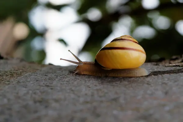 Snail on tree branch — Stock Photo, Image