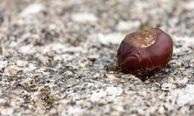 Sonbaharda taş zeminde bir kestane