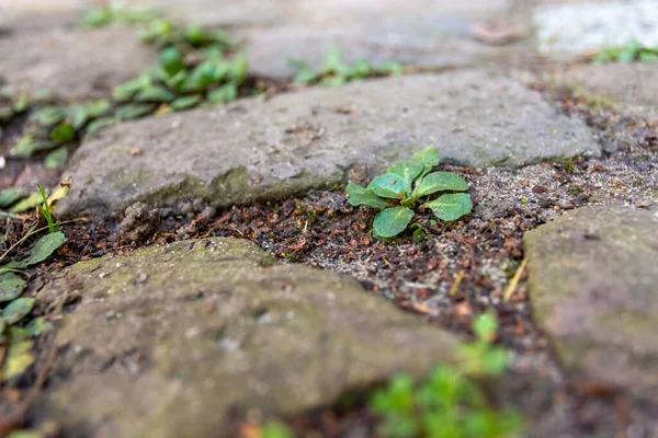 Weeds Sidewalk Spring Selective Focus — Stock Photo, Image