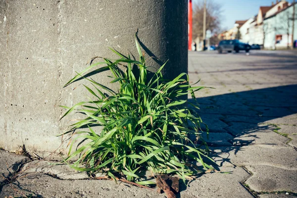 Las Malas Hierbas Una Acera Ciudad Enfoque Selectivo —  Fotos de Stock