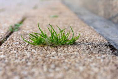 Sokakta seçici odak noktasında biraz ot