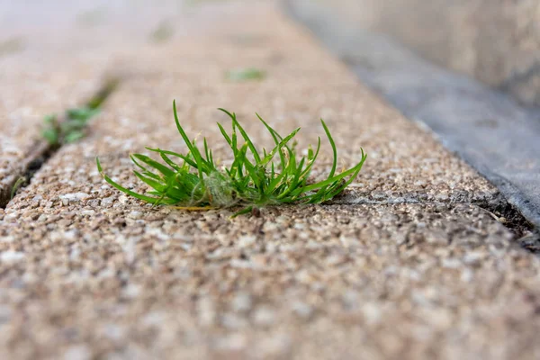 Sokakta seçici odak noktasında biraz ot