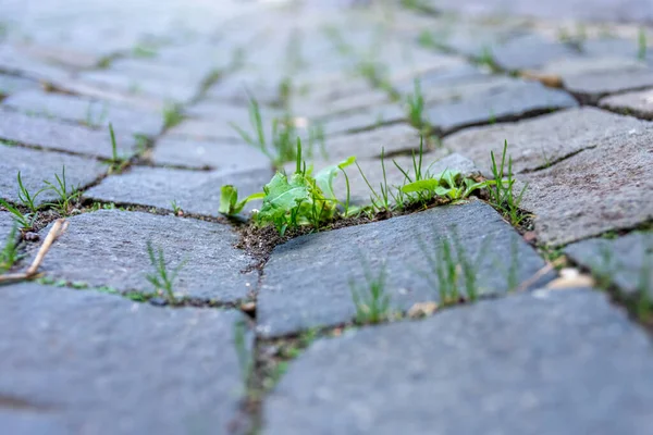 Şehrin kaldırımındaki kaldırımlardaki kaldırımlardaki yabani otlar seçici bir odak noktasında