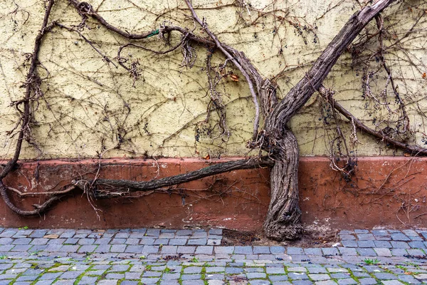 Árbol Con Planta Trepadora Frente Muro Ciudad — Foto de Stock