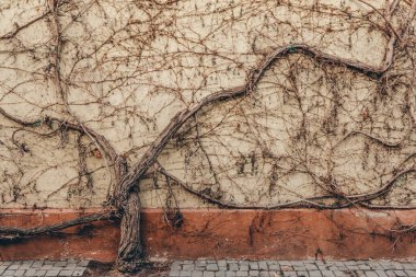 Şehirde bir duvarın önünde tırmanma bitkisi olan bir ağaç.