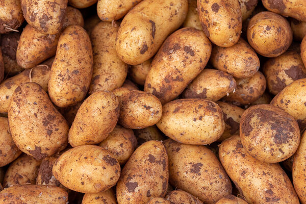 fresh harvested potatoes with a view from above