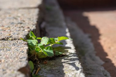 Açık havada tuğla döşeme çatlaklarında büyüyen yeşil bir otun yakınına..