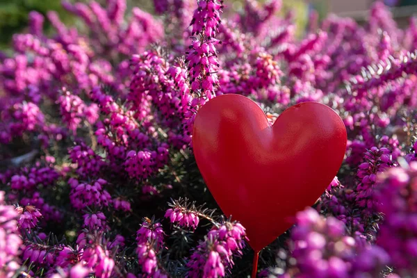 Brezo Campanilla Púrpura Floreciente Primavera Con Corazón Enfoque Selectivo — Foto de Stock