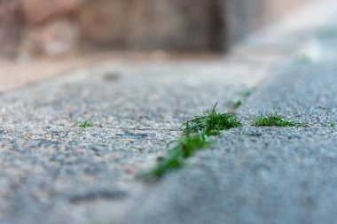 Şehirdeki seçici odak noktasında yürüyen otlar