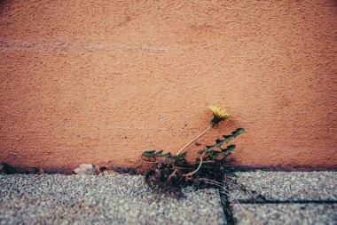 Eski turuncu bir duvarın önünde tek bir karahindiba çiçek açtı.