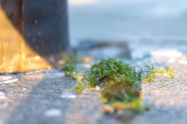 Erva Daninha Uma Rua Primavera Foco Seletivo — Fotografia de Stock