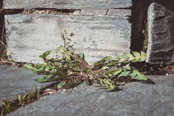 Dente Leão Folhas Frente Uma Parede Pedra Velha — Fotografia de Stock