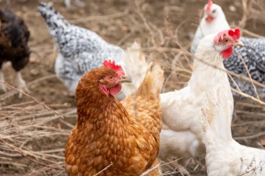 Çiftlikte çeşitli tavuklar var.