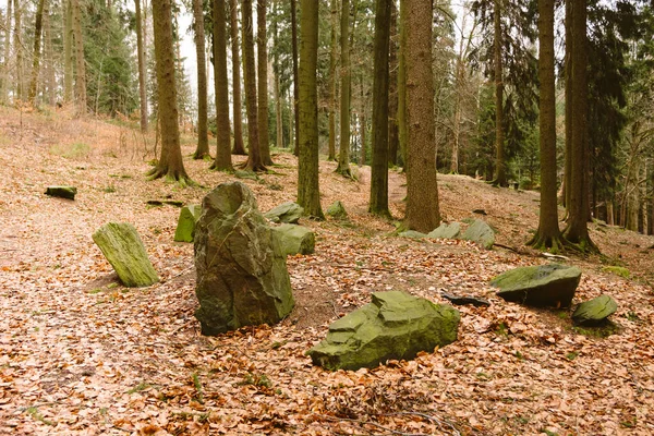 Uma Floresta Coníferas Início Primavera Alemanha — Fotografia de Stock