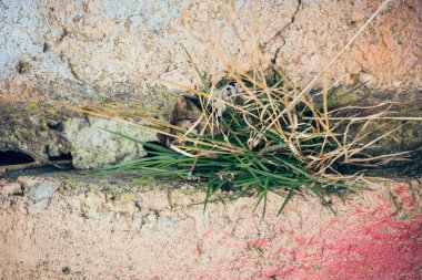 İlkbaharda taş duvarlar arasında büyüyen yabani otlar.