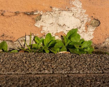 Şehirdeki bir duvarın önündeki yabani otlar