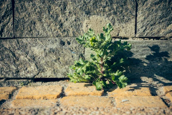 Erbacce Davanti Muro Casa Città — Foto Stock