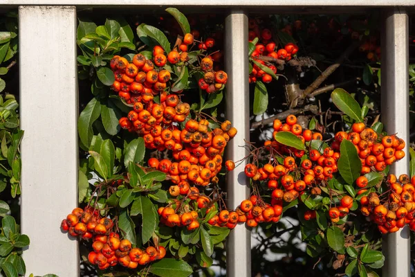 Baharda Çitin Üzerinde Turuncu Kırmızı Meyveler — Stok fotoğraf