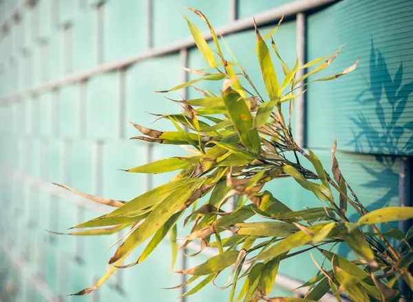 城市篱笆墙前面的杂草 — 图库照片