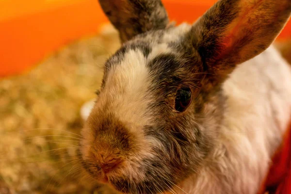 Ein Entzückendes Kaninchen Mit Blick Von Oben — Stockfoto