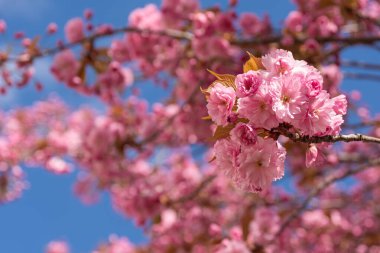 Pembe kiraz çiçekleri baharda bir ağaçta mavi gökyüzü manzaralı