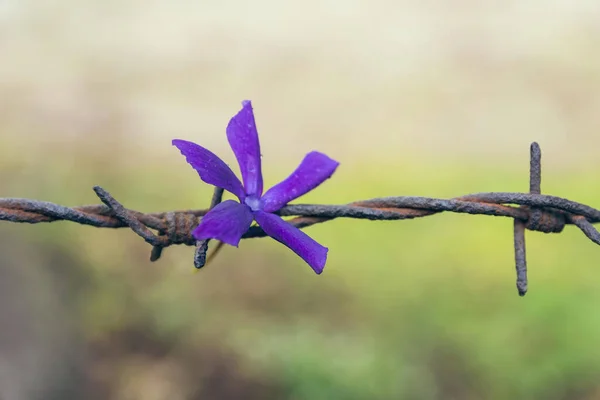 Närbild Blomma Helicteres Hirsuta Lour Taggtråd Selektivt Fokus — Stockfoto