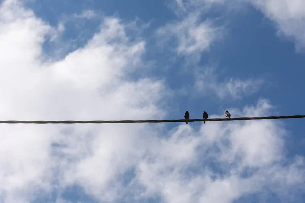 三只鸟儿在一条电线上 从下面俯瞰着蓝天 乌云密布 — 图库照片