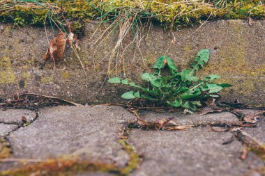Karahindiba yaprakları seçici bir odak noktasında yere düşer.