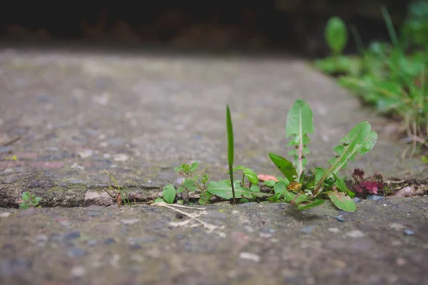 Karahindiba Yaprakları Seçici Bir Odak Noktasında Yere Düşer — Stok fotoğraf