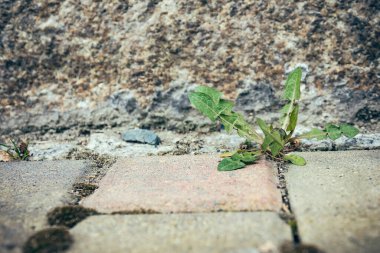 Karahindiba yaprakları seçici bir odak noktasında yere düşer.