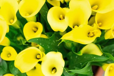 Sarı zantedeschia aethiopica yaygın olarak Kalla zambağı ve arum zambağı olarak bilinir.