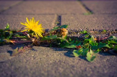 Seçici odak noktasında bir yürüyüş yolu arasındaki karahindibalar