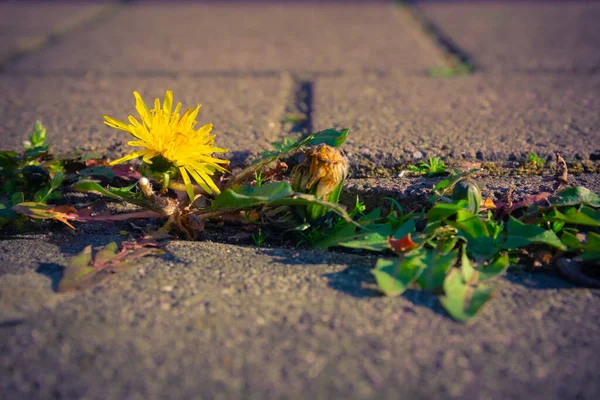 Seçici odak noktasında bir yürüyüş yolu arasındaki karahindibalar