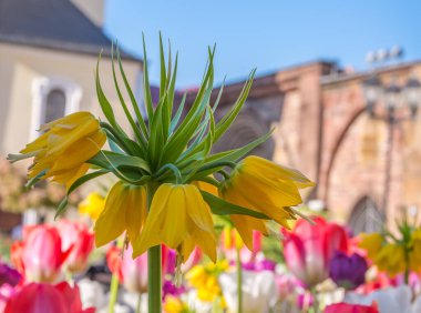 Şehirde çeşitli renklerde bahar çiçekleri olan bir deniz.