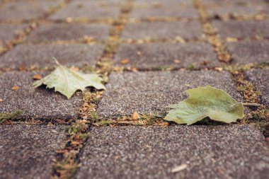 İlkbaharda bir yürüyüş yolunda yaprak dökerek