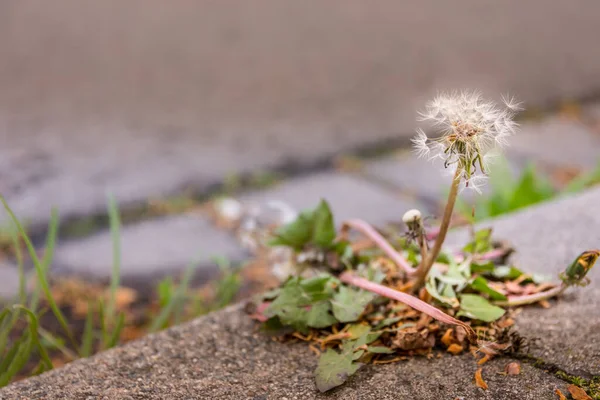 Old Dandelion Side Road Selective Focus — Stockfoto