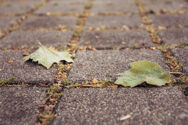 Deciduous Leaves Walkway Spring — Fotografia de Stock