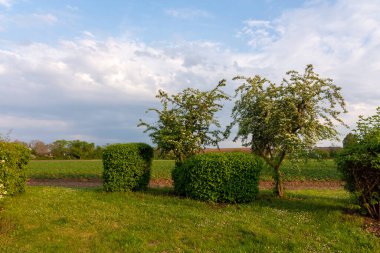 Ağaçlar ve mavi gökyüzü ile cennet gibi bahar manzarası