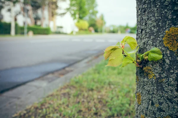 Tronco Árvore Com Folhas Beira Estrada Primavera — Fotografia de Stock