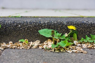 Yolun kenarında seçici bir odak noktasında bir karahindiba.