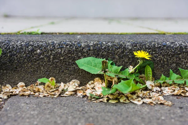 Yolun kenarında seçici bir odak noktasında bir karahindiba.