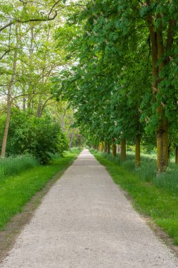 Baharda yeşil bir şehir parkında
